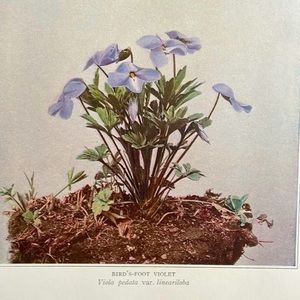 🖤5/$25 Antique Botanical Violet Plant Print Original violet flower plant